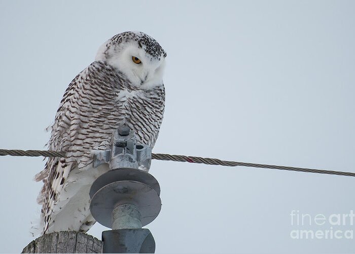 Owl Greeting Card featuring the photograph Snowy Owl by Bianca Nadeau