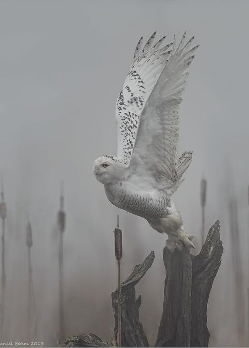 Snowy Owl Greeting Card featuring the photograph Snowy Owl Blastoff by Daniel Behm