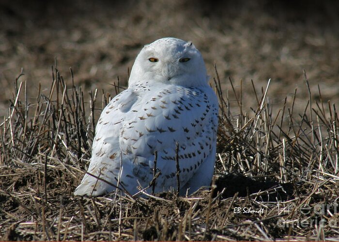 Snowy Owl Greeting Card featuring the photograph Snowy Owl by E B Schmidt