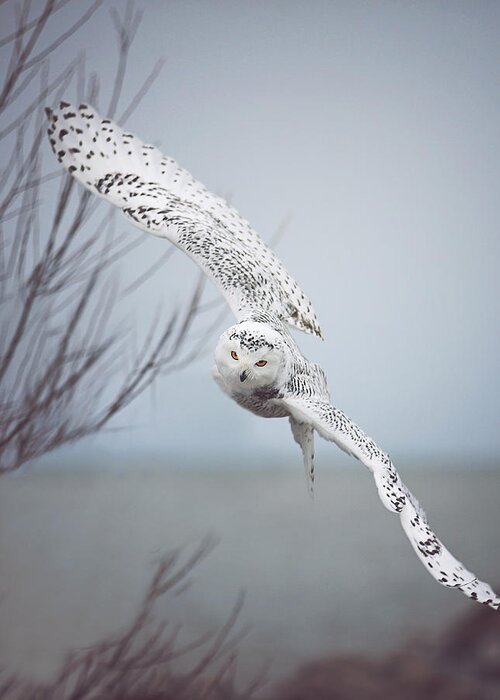 Wildlife Greeting Card featuring the photograph Snowy Owl In Flight by Carrie Ann Grippo-Pike