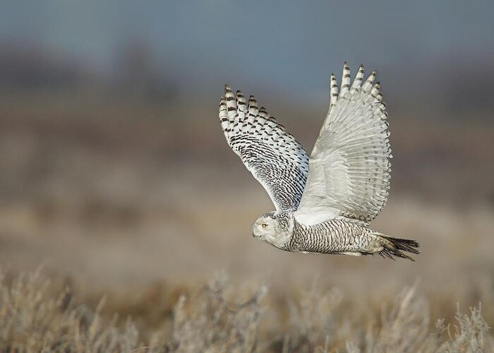 Snowy Owl Greeting Card featuring the photograph Snowy Owl in flight by Daniel Behm