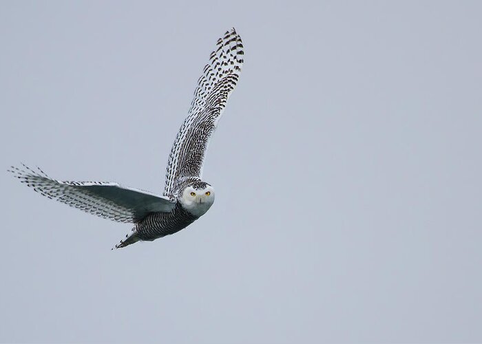 Urban Greeting Card featuring the photograph Snowy Owl in Flight by Gary Hall