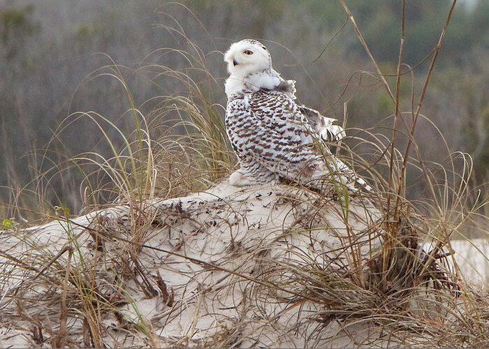 Snowy Owl Greeting Card featuring the photograph Snowy Owl In Florida 14 by David Beebe