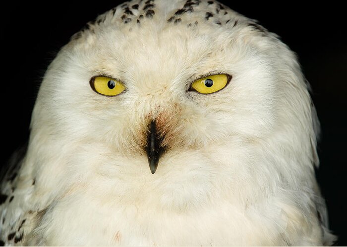 Barn Greeting Card featuring the photograph Snowy Owl by Mark Llewellyn