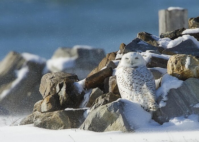 Snowy Owl Greeting Card featuring the photograph Snowy Owl on a Rock Pile by John Vose