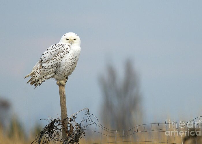 Snowy Owl Greeting Card featuring the photograph Snowy Owl on Fence Post 2 by Sharon Talson