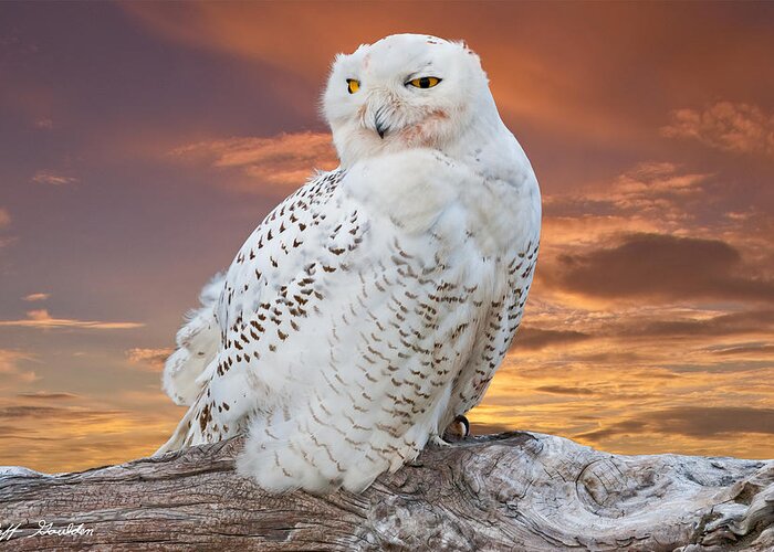 Animal Greeting Card featuring the photograph Snowy Owl Perched at Sunset by Jeff Goulden