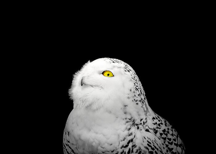 Animal Greeting Card featuring the photograph Snowy Owl by Peter Lakomy