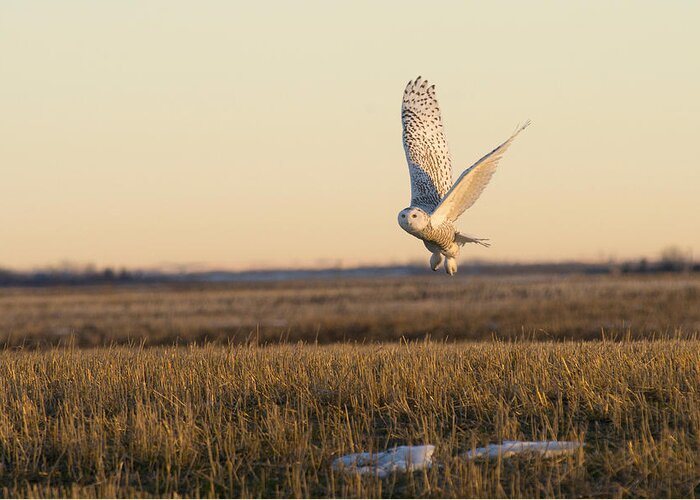 Owl Greeting Card featuring the photograph Snowy Owl Taking Flight by Bill Cubitt