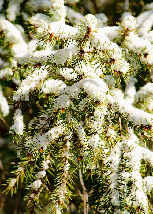 White Greeting Card featuring the photograph Snowy Pines by Donna Greene