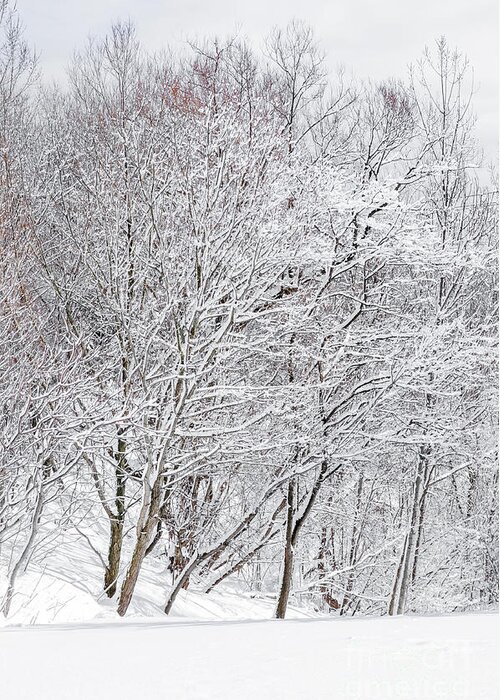 Winter Greeting Card featuring the photograph Snowy trees in winter park by Elena Elisseeva