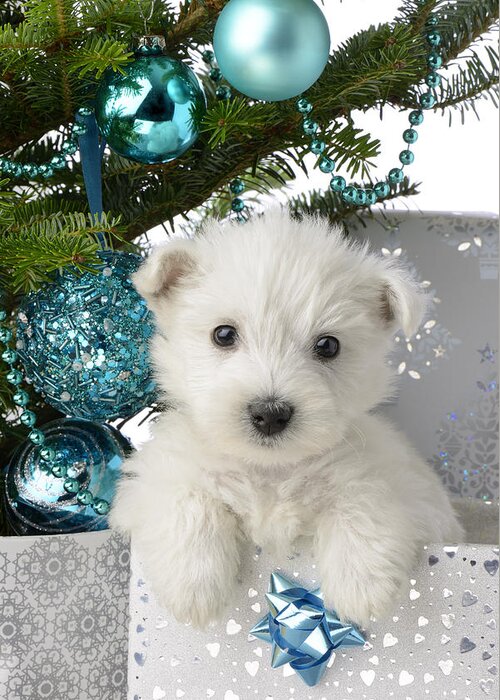 Snowy White Puppy Present Greeting Card by MGL Meiklejohn Graphics Licensing