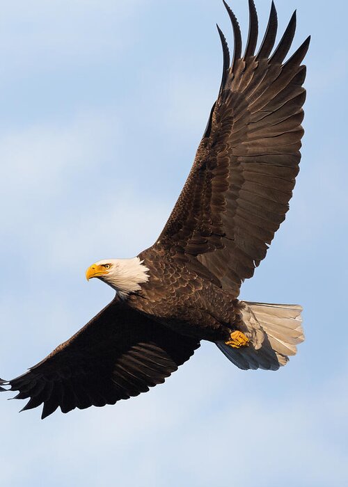 Eagle Greeting Card featuring the photograph Soaring American Bald Eagle by Bill Wakeley