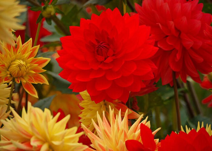 Red Greeting Card featuring the photograph Sockeye and Upmost Dahlias by Jordan Blackstone