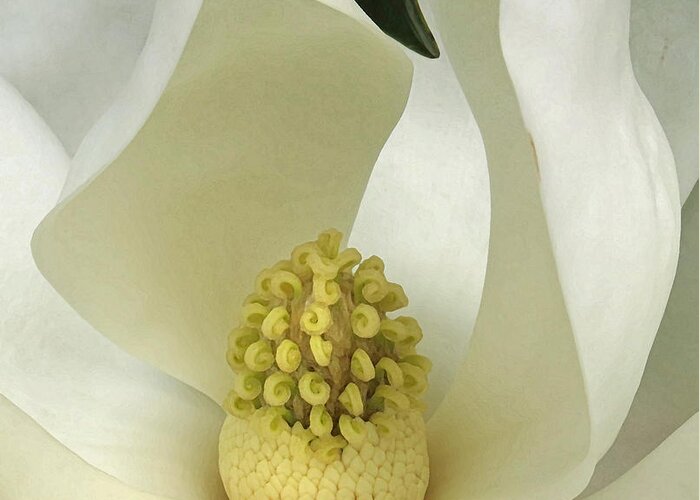 Nature Greeting Card featuring the photograph Soft Magnolia Grandiflora by Deborah Smith