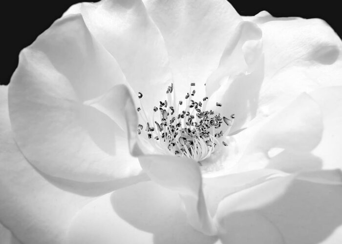 Rose Greeting Card featuring the photograph Soft Petal Rose in Black and White by Jennie Marie Schell