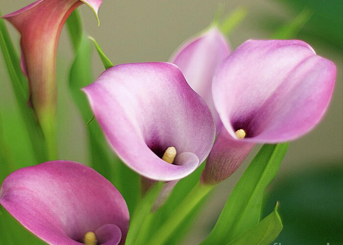 Calla Lily Greeting Card featuring the photograph Soft Pink Calla Lilies by Byron Varvarigos