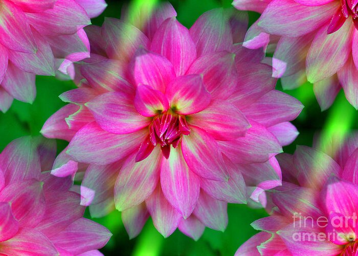 Dahlia Greeting Card featuring the photograph Soft Pink Endless Dahlia by Judy Palkimas