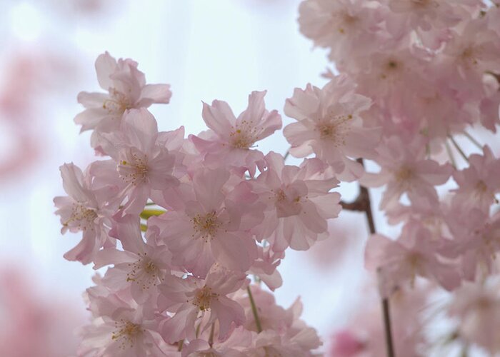 Cherry Blossoms Greeting Card featuring the photograph Soft... by Yuka Kato