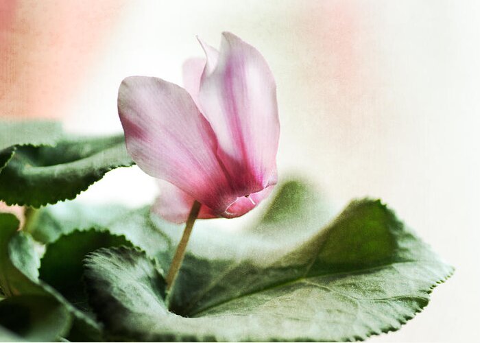 Cyclamen Greeting Card featuring the photograph Soft Winter Light by Sue Capuano
