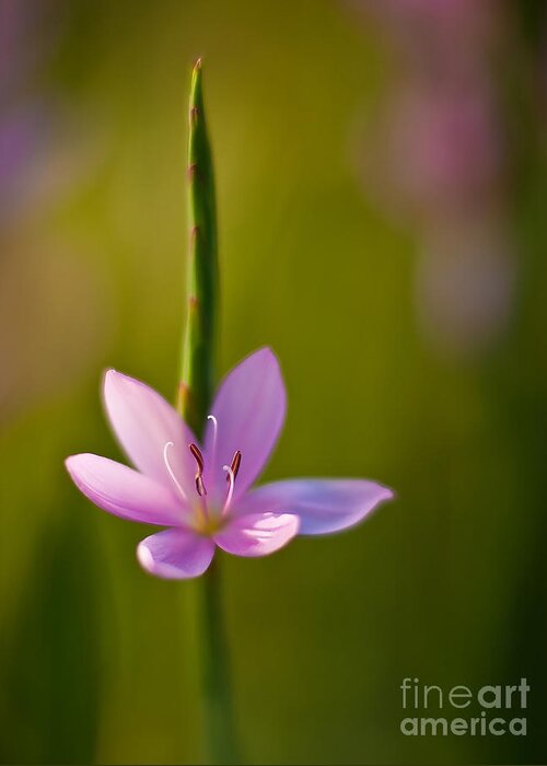 Flower Greeting Card featuring the photograph Solo Crocus by Mike Reid