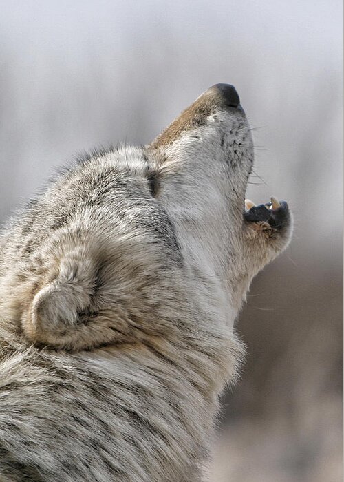 Wolf Greeting Card featuring the photograph Solo Song II by Shari Jardina