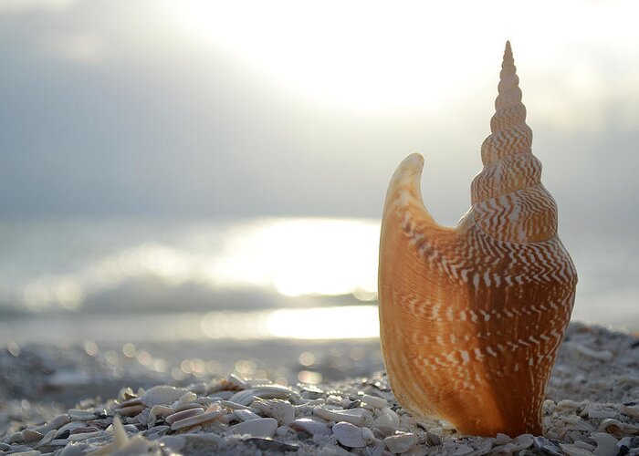Seashell Greeting Card featuring the photograph Something Beautiful Remains by Melanie Moraga