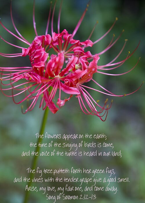 Spider Lily Greeting Card featuring the photograph Song of Solomon - The Flowers Appear by Kathy Clark