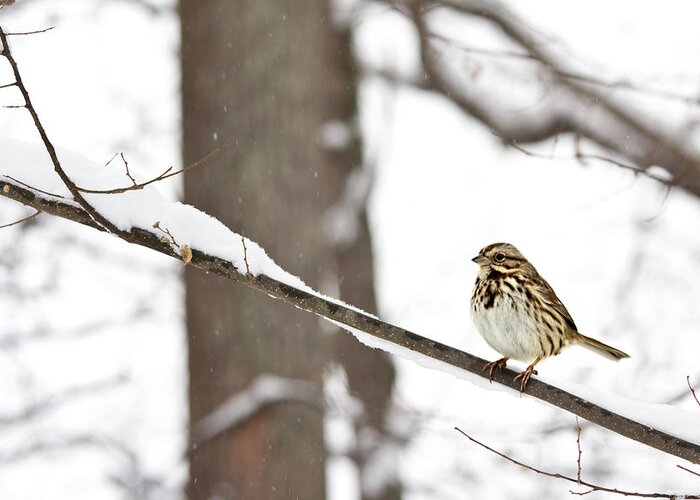 Song Sparrow In Snow Greeting Card featuring the photograph Song Sparrow in Snow by Jemmy Archer