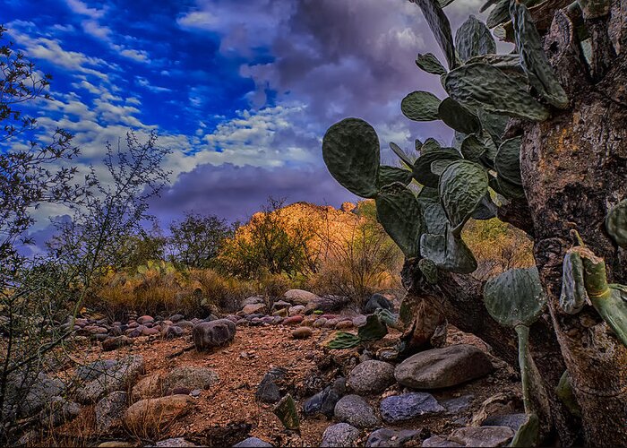 2013 Greeting Card featuring the photograph Sonoran Desert 54 by Mark Myhaver
