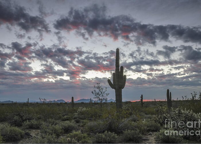 Saguaro Cactus Greeting Card featuring the photograph Sonoran Desert Sunrise by Tamara Becker