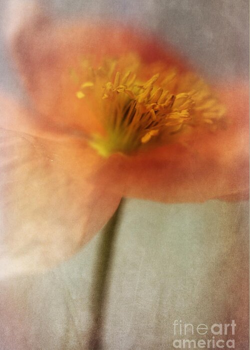 Abstraction Greeting Card featuring the photograph Soulful Poppy by Priska Wettstein