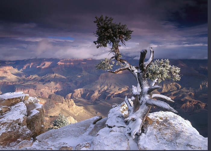00173205 Greeting Card featuring the photograph South Rim Of Grand Canyon by Tim Fitzharris