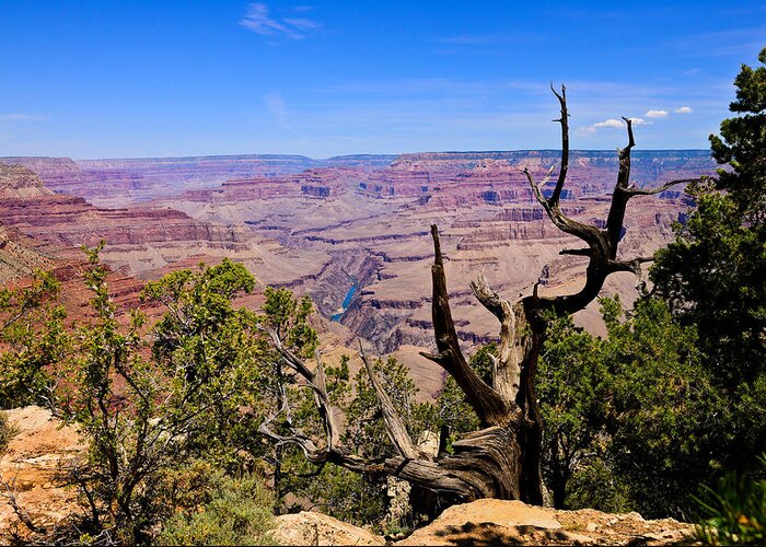 Grand Canyon Greeting Card featuring the photograph South Rim View by Greg Norrell