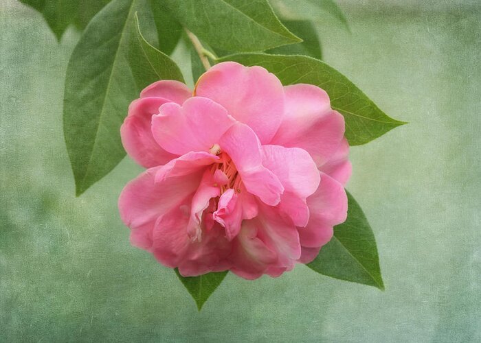 Flower Greeting Card featuring the photograph Southern Camellia Flower by Kim Hojnacki