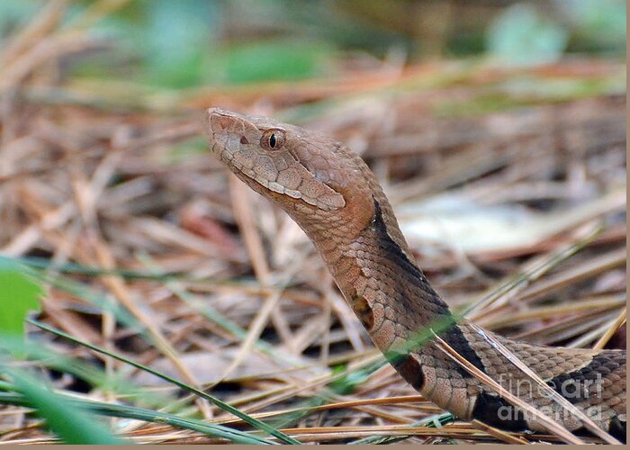 Snake Greeting Card featuring the photograph Southern Copperhead by Kathy Baccari