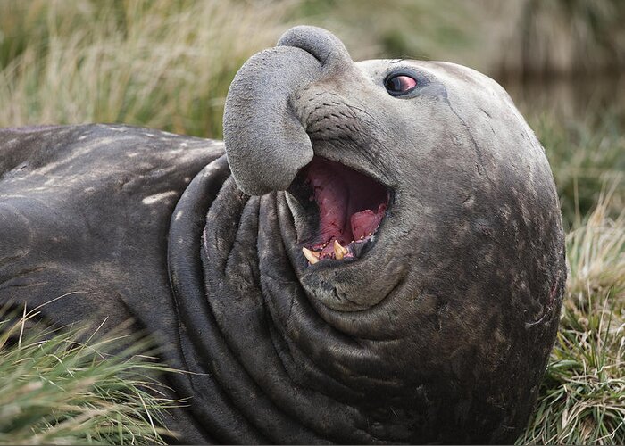 Feb0514 Greeting Card featuring the photograph Southern Elephant Seal Calling South by Flip Nicklin