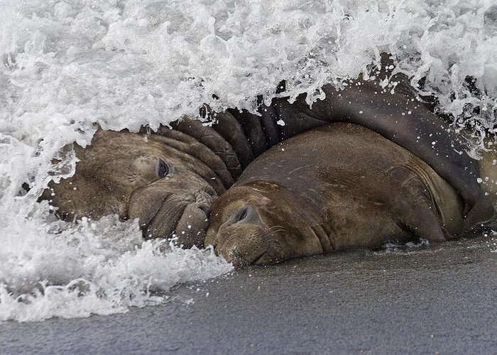 Flpa Greeting Card featuring the photograph Southern Elephant Seal Embracing by Roger Tidman