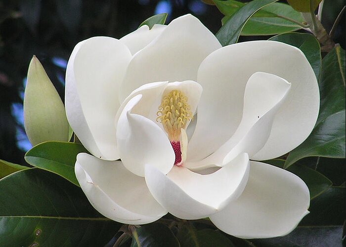 Southern Magnolia Greeting Card featuring the photograph Southern Magnolia by Margaret Saheed