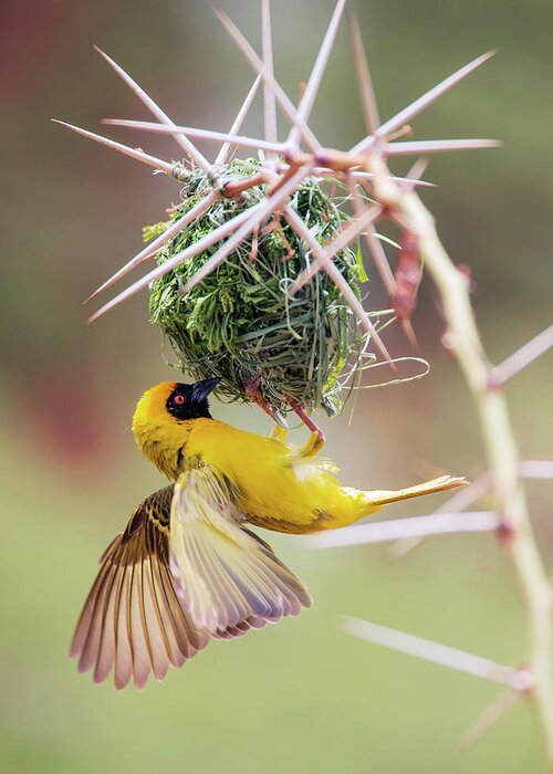 Southern Masked Weaver Greeting Card featuring the photograph Southern Masked Weaver Building Nest by Simon Booth