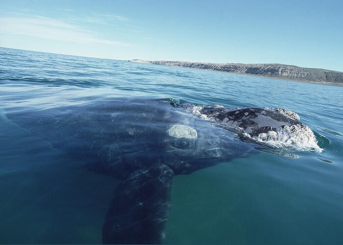 Feb0514 Greeting Card featuring the photograph Southern Right Whale At Surface by Flip Nicklin