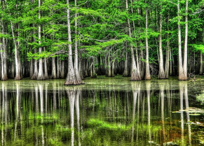 Louisiana Greeting Card featuring the photograph Southern Swamp by Ester McGuire