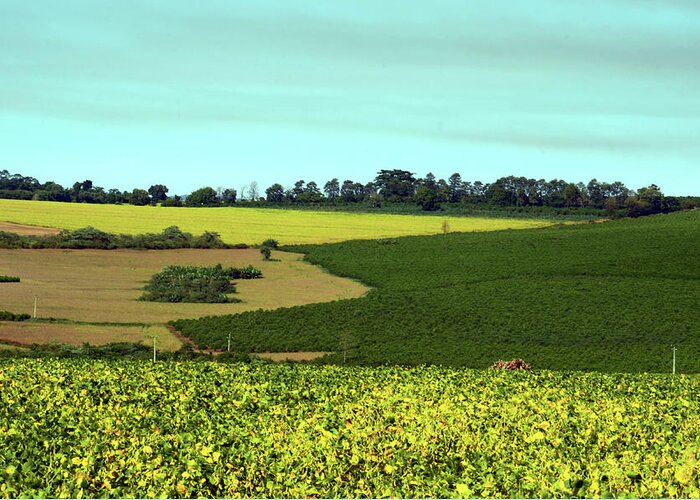 Tranquility Greeting Card featuring the photograph Soybeans And Coffee by Flavio ConceiÇÃo Fotos