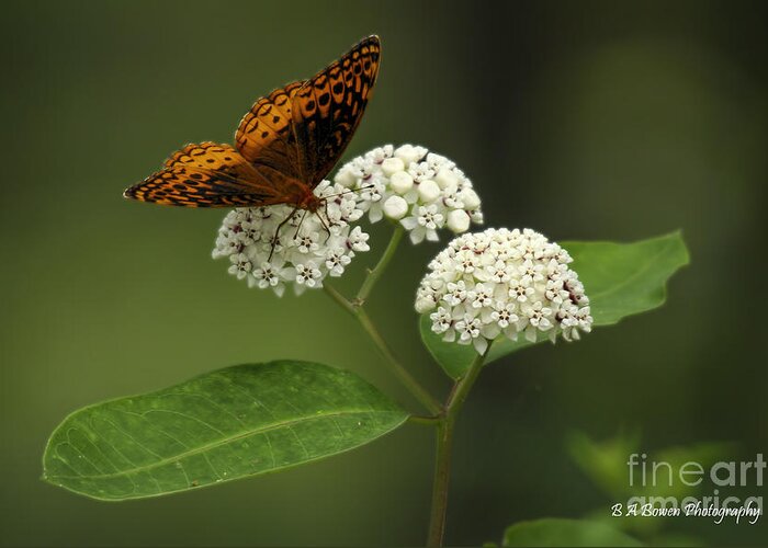 Spangled Fritillary Greeting Card featuring the photograph Spangled Fritillary by Barbara Bowen