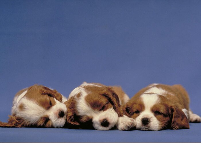 Animal Greeting Card featuring the photograph Spaniel Puppies by Jeanne White