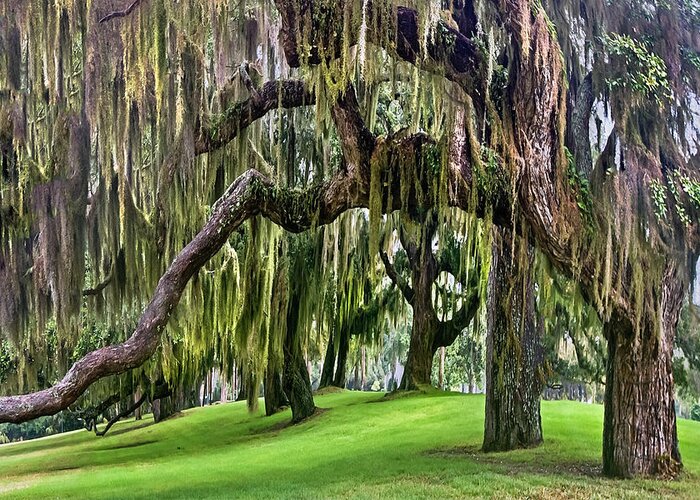 Georgia Greeting Card featuring the photograph Spanish Moss by Debra and Dave Vanderlaan