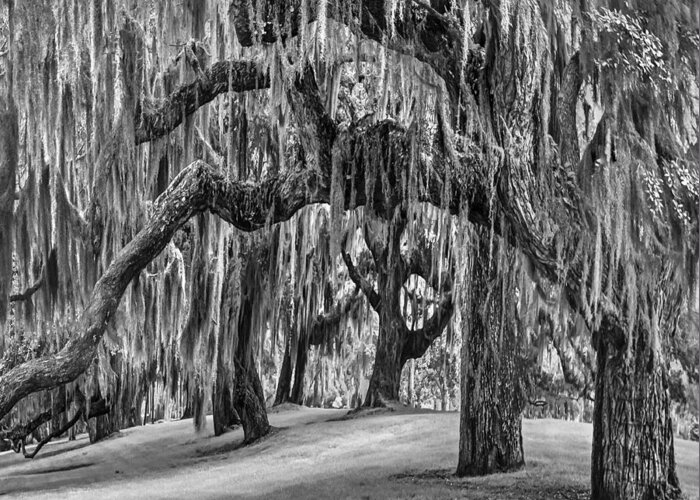 Clouds Greeting Card featuring the photograph Spanish Moss in Black and White by Debra and Dave Vanderlaan