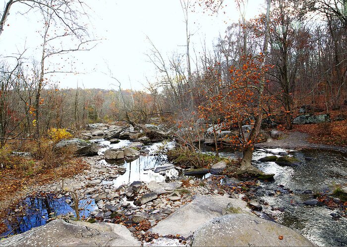 Creek Greeting Card featuring the photograph Spare and Lovely - The Leaves Are Almost Gone by Carol Senske