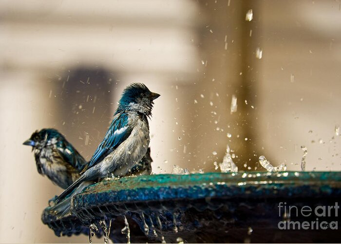 Sparrows Greeting Card featuring the photograph Sparrows In Blue by Diego Re