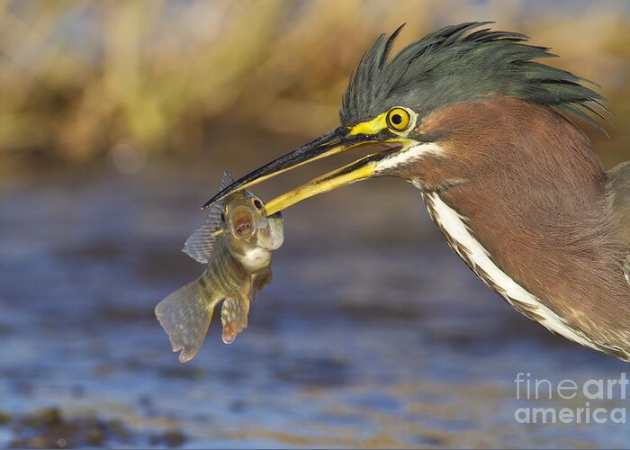 Green Heron Greeting Card featuring the photograph Speared by Bryan Keil